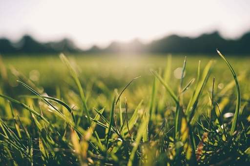 Lawn catching light sky in background